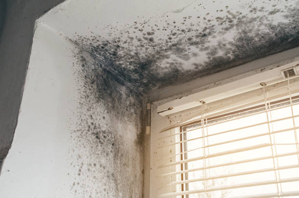 Affordable Mold Inspection And Testing solutions in Boon, MI