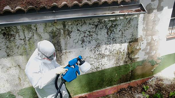 Top rated local Mold Inspection And Testing specialists in Boon, MI